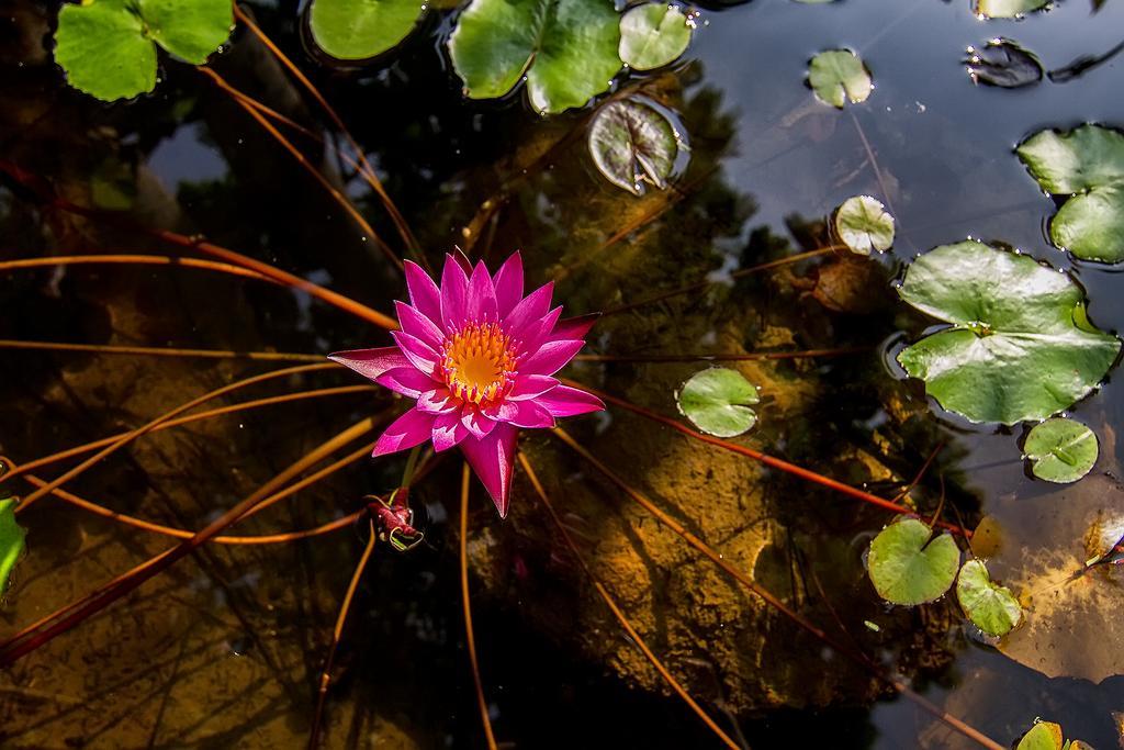 The Elements Krabi Resort - Sha Plus Klong Muang Beach Εξωτερικό φωτογραφία
